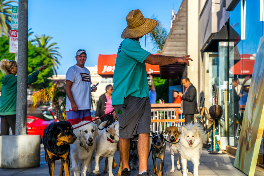 Dog-Friendly Neighborhoods in San Diego